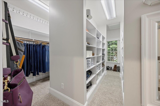 1508 Tradescant Ct, Raleigh, NC 27613 - walk in closet featuring carpet floors and attic access