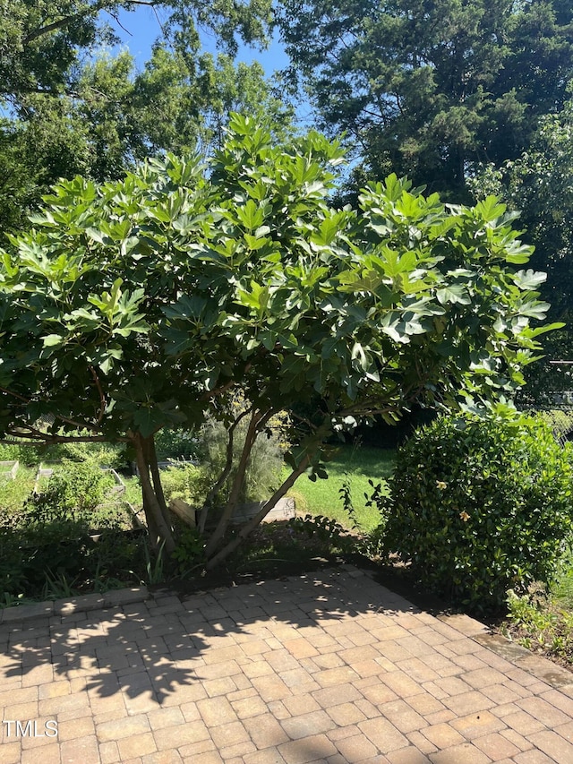 115 Omega Rd, Durham, NC 27712 - view of patio