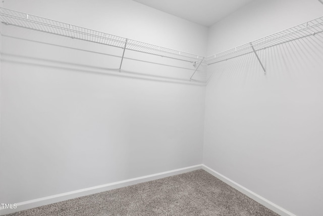 walk in closet with carpet flooring