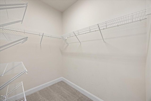 spacious closet featuring carpet floors