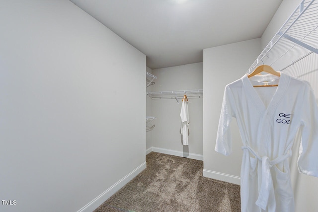 spacious closet featuring carpet