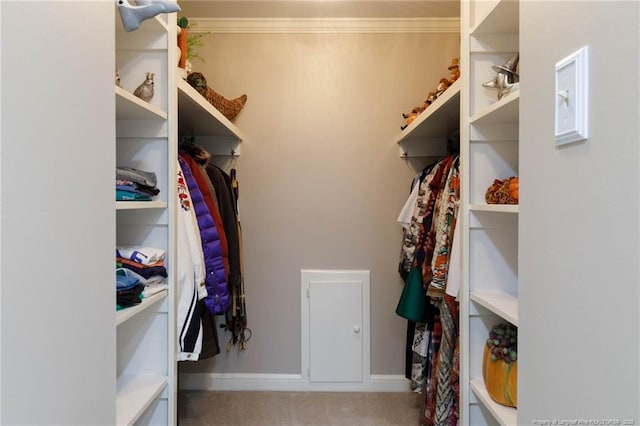 walk in closet with carpet floors