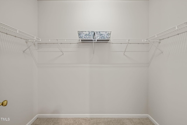 1116 Silky Dogwood Trl, Apex, NC 27502 - walk in closet featuring carpet flooring