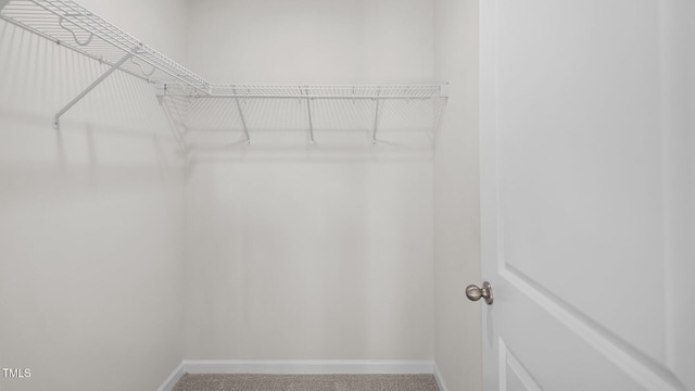 spacious closet featuring carpet floors