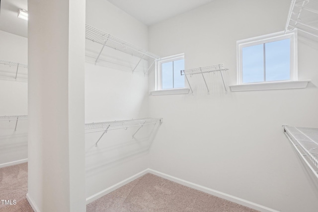 walk in closet with carpet flooring