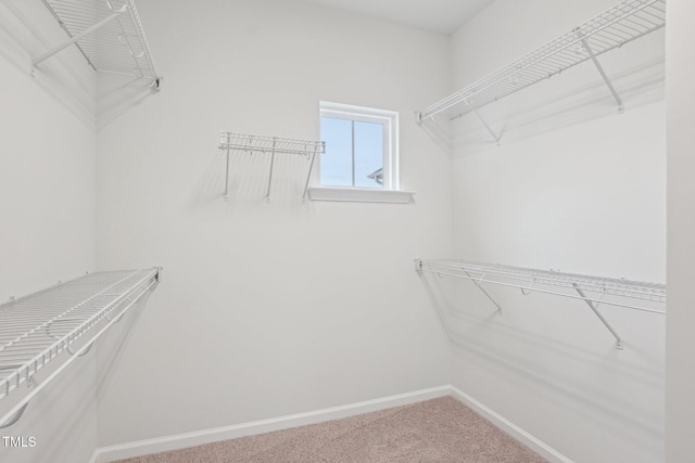spacious closet with carpet flooring