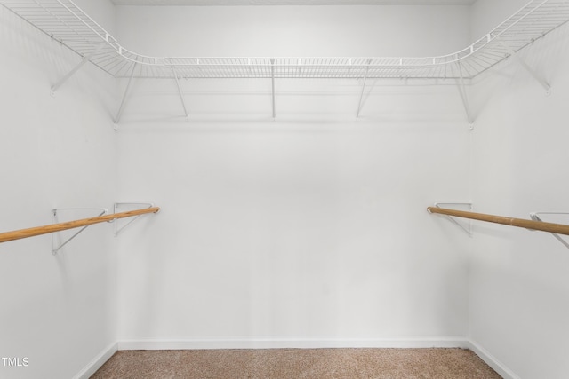 spacious closet featuring carpet flooring