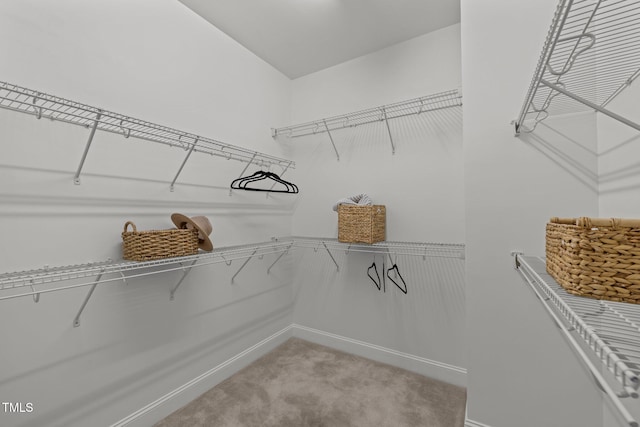 walk in closet featuring light colored carpet