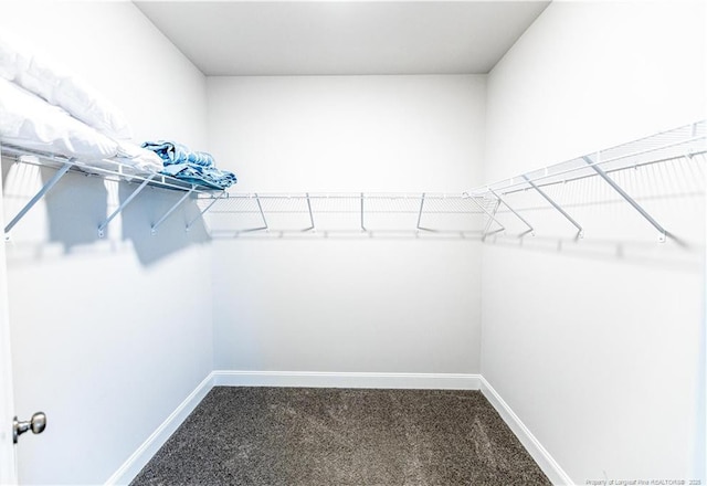 spacious closet featuring carpet floors