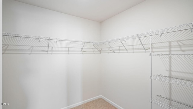 walk in closet featuring carpet flooring