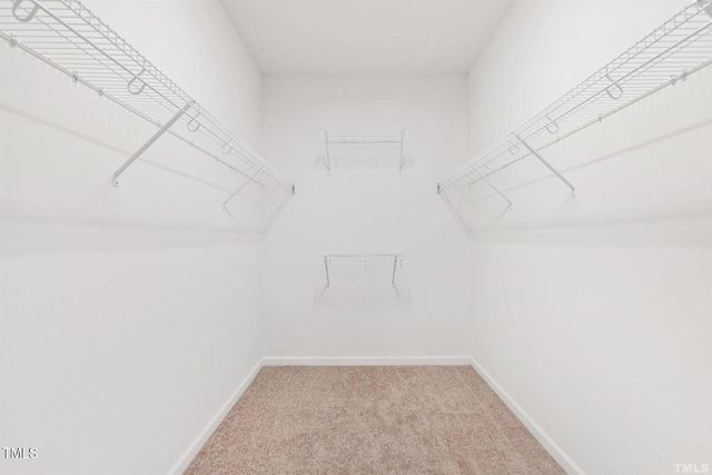 walk in closet with carpet flooring