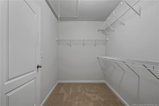spacious closet featuring carpet