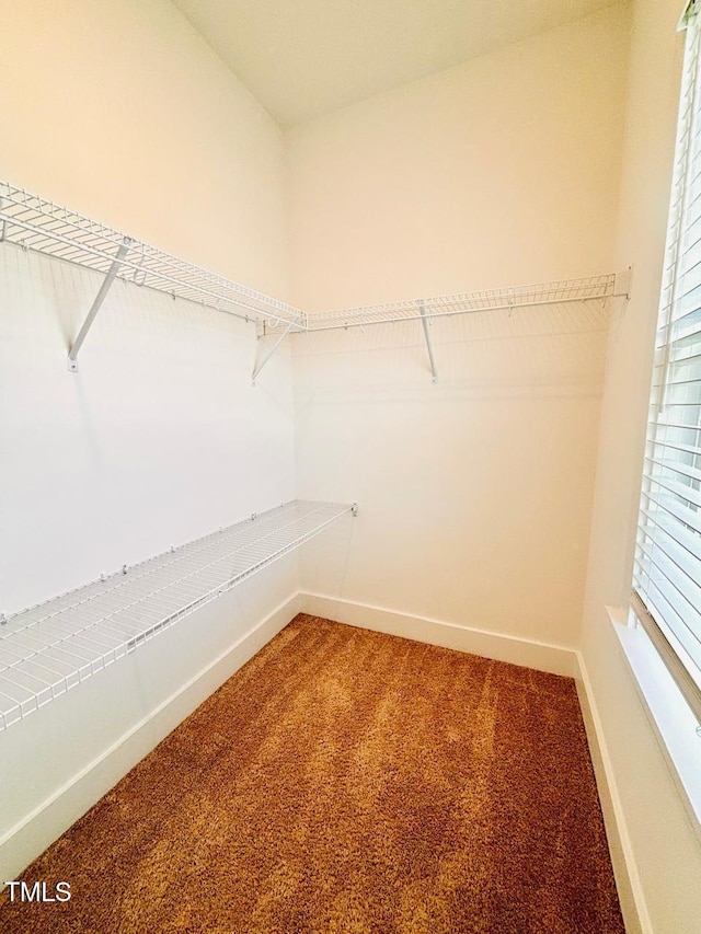 walk in closet featuring carpet flooring