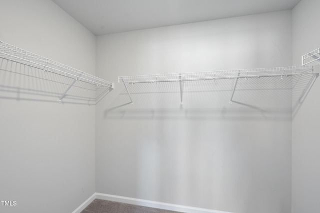 spacious closet featuring carpet flooring