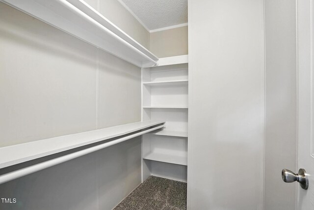 spacious closet featuring carpet
