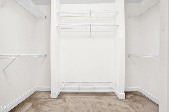 spacious closet featuring carpet