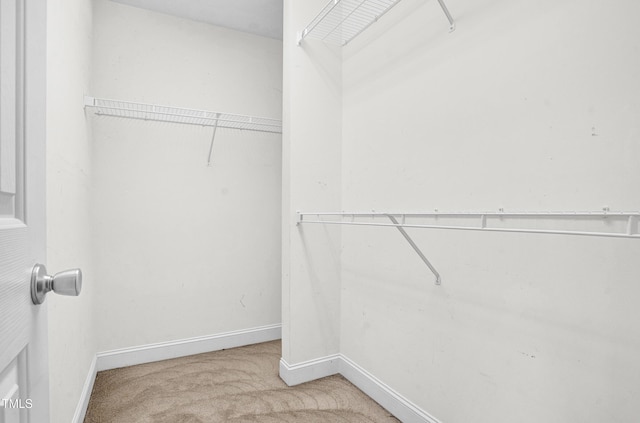 walk in closet featuring carpet floors