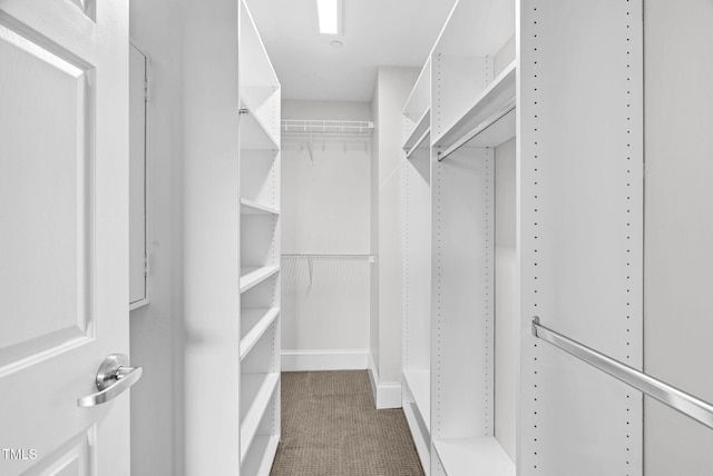 walk in closet featuring carpet flooring