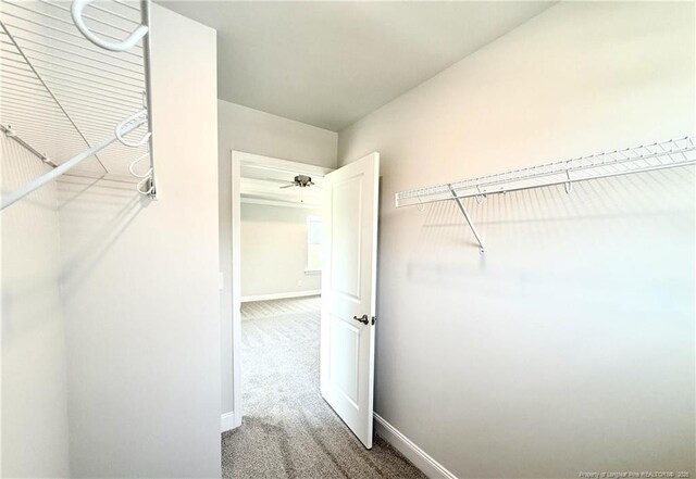 walk in closet with carpet flooring