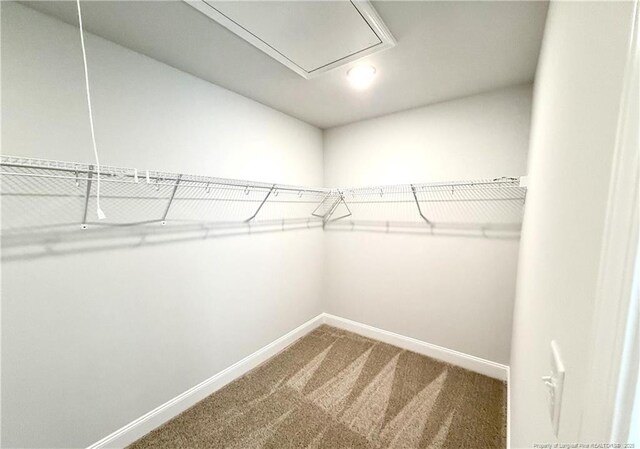 spacious closet with attic access and carpet flooring