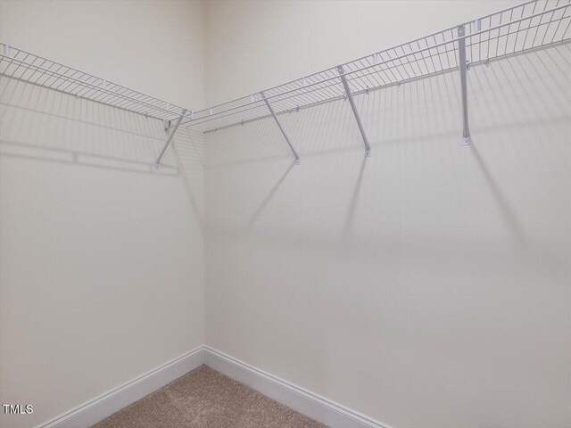 spacious closet featuring carpet floors