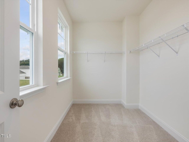 walk in closet featuring carpet floors