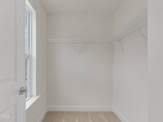 spacious closet with carpet