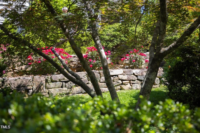 19 Oak Dr, Durham, NC 27707 - view of local wilderness