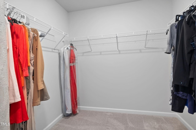 spacious closet featuring carpet flooring