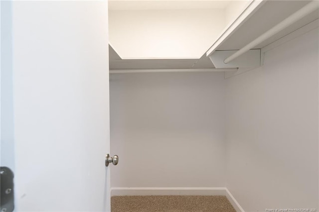 walk in closet with carpet floors
