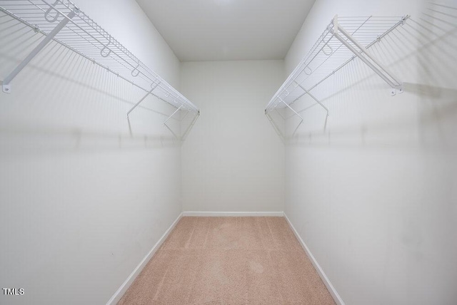 spacious closet featuring carpet floors