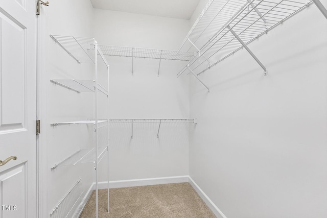 walk in closet with carpet flooring