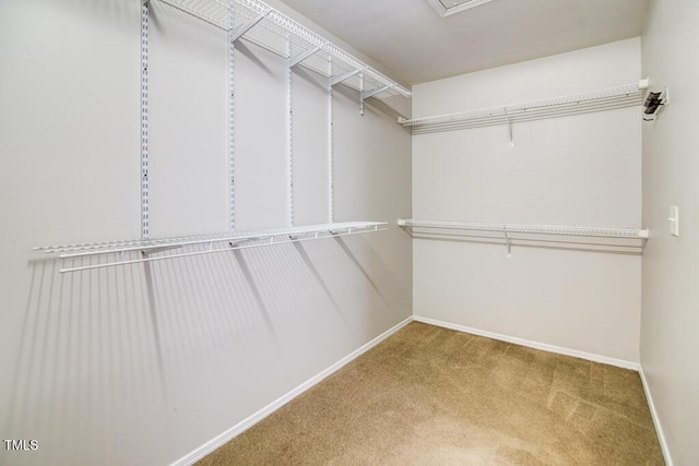 walk in closet featuring carpet floors