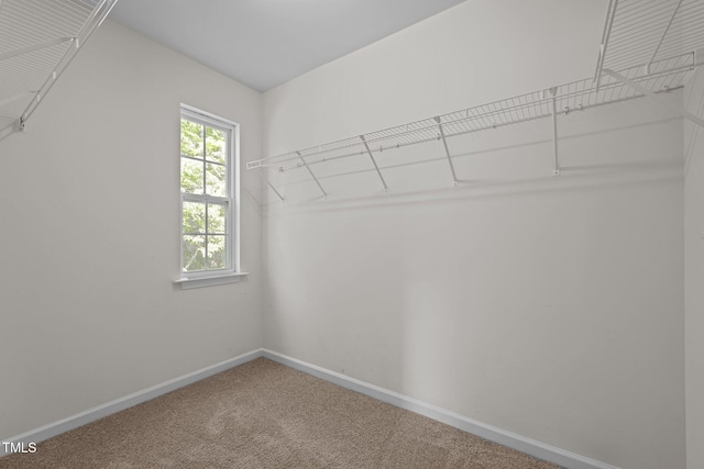 spacious closet with carpet
