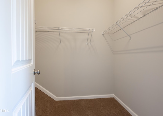 walk in closet featuring carpet flooring