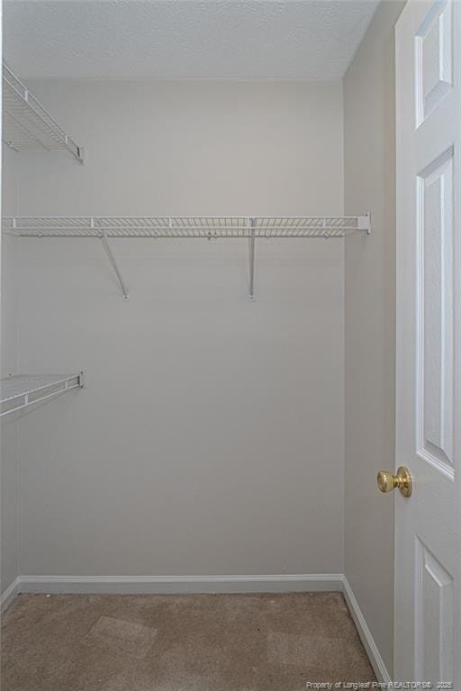 spacious closet featuring carpet