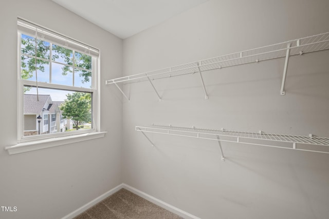 spacious closet featuring carpet floors