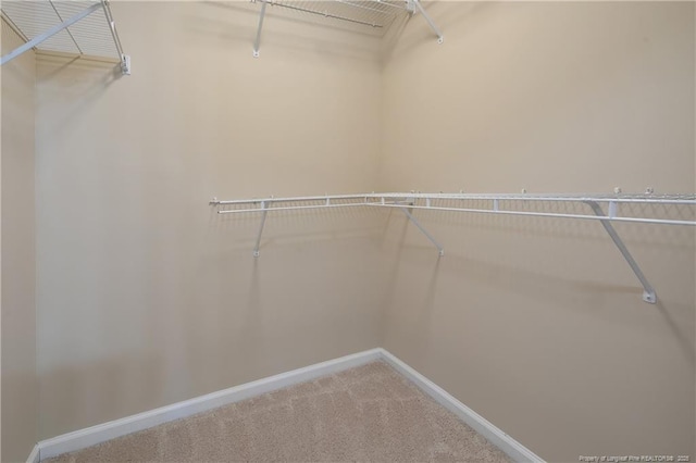 walk in closet with carpet flooring