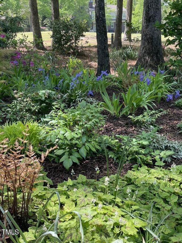 27425 Walker, Chapel Hill, NC 27517 - view of nature