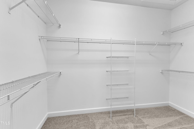 spacious closet featuring carpet flooring