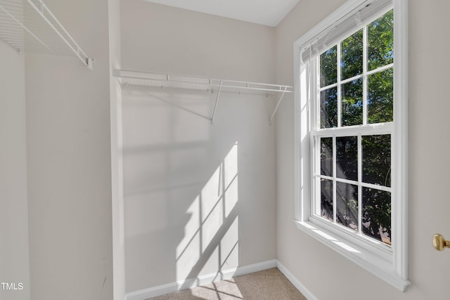 walk in closet with carpet floors