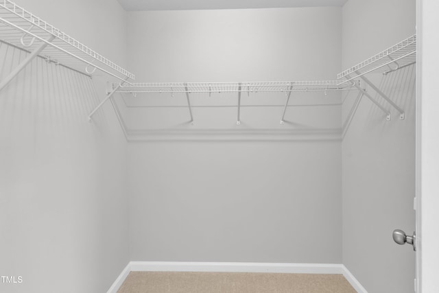 walk in closet featuring carpet flooring