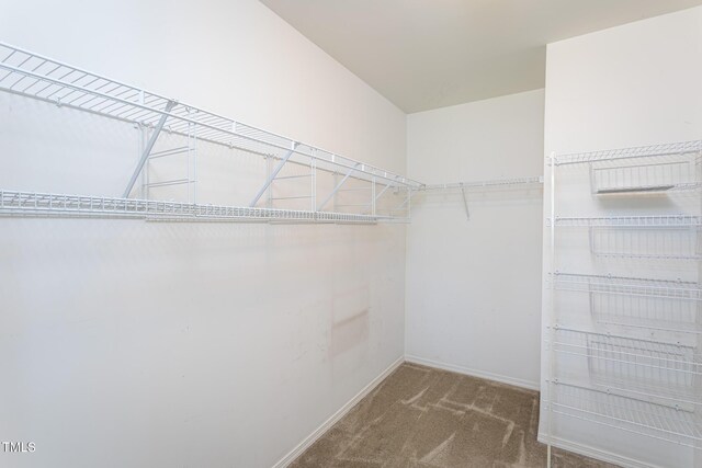 walk in closet featuring carpet