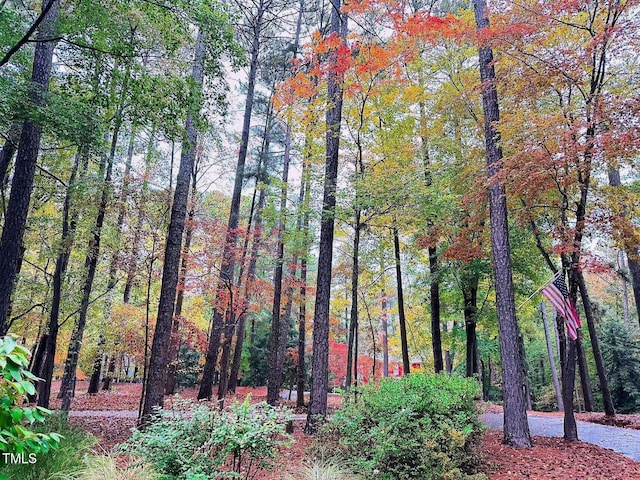 view of woods