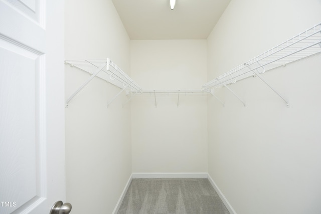walk in closet with carpet flooring