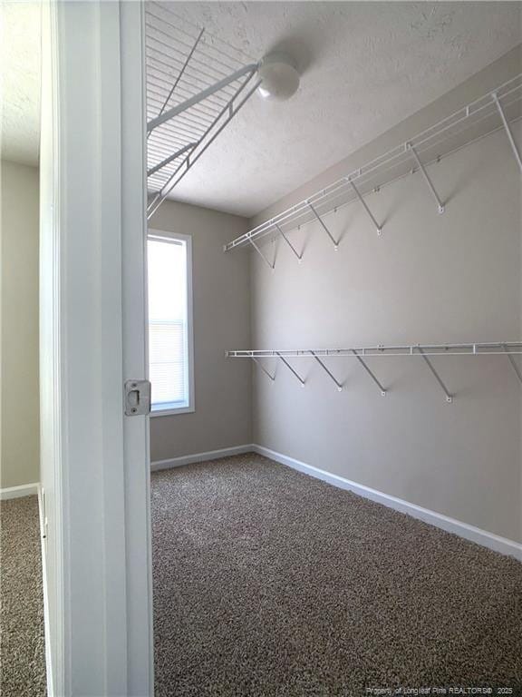 walk in closet with carpet