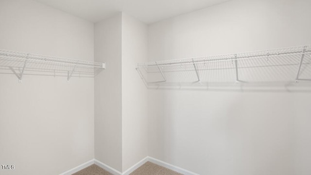 816 Bullhorn Dr, Wake Forest, NC 27587 - walk in closet with carpet