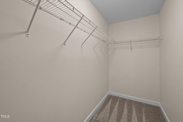 spacious closet featuring carpet