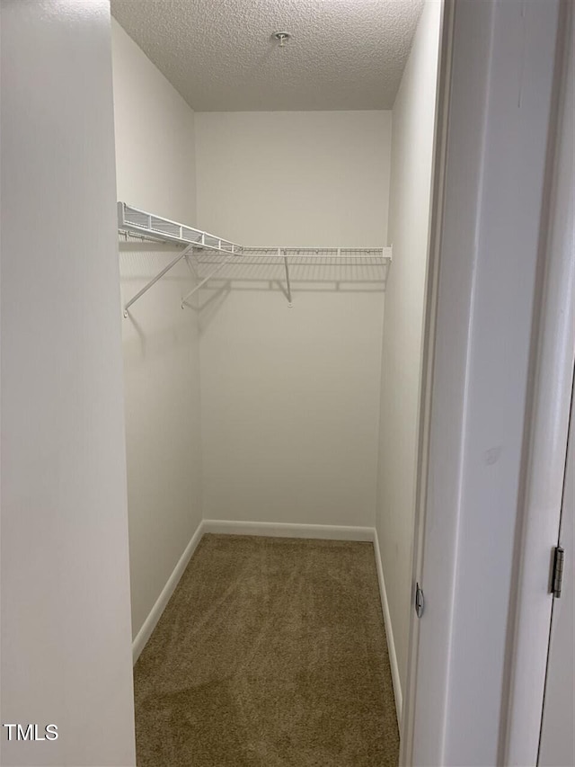 spacious closet featuring carpet flooring