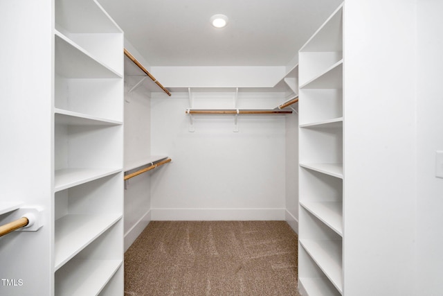 spacious closet featuring carpet flooring